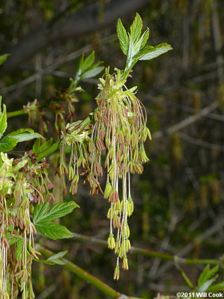 Boxelder (Acer negundo) samaras