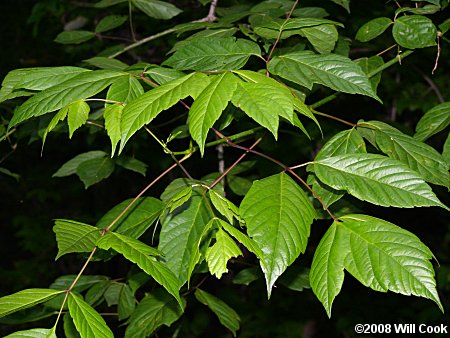 Boxelder (Acer negundo) leaves