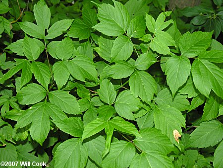 Boxelder (Acer negundo) leaves