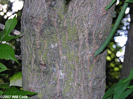 Boxelder (Acer negundo) bark