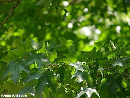 Black Maple (Acer nigrum)