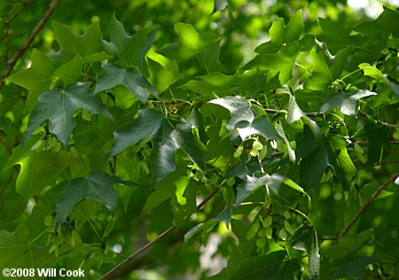 Black Maple (Acer nigrum)
