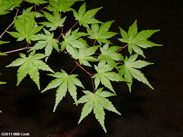 Japanese Maple (Acer palmatum) leaf