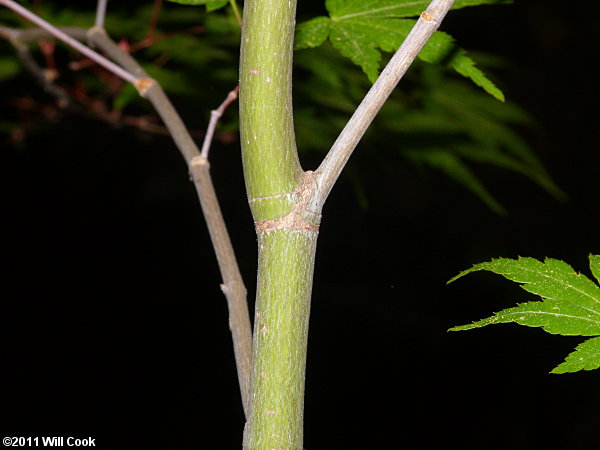 Japanese Maple (Acer palmatum) stem