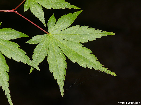 Japanese Maple (Acer palmatum) leaf