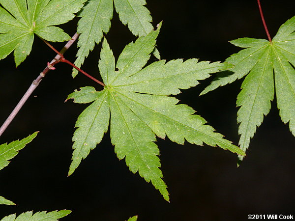 Japanese Maple (Acer palmatum) leaves