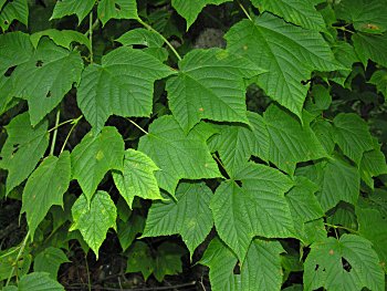 Striped Maple (Acer pensylvanicum) leaves