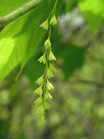 Striped Maple (Acer pensylvanicum) flowers