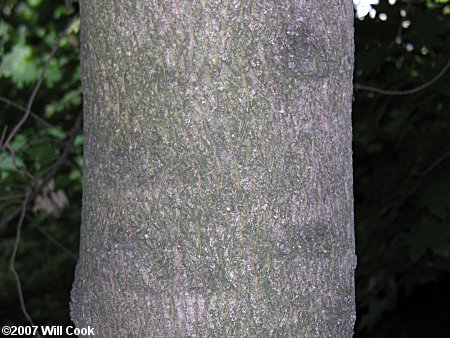 Norway Maple (Acer platanoides) bark
