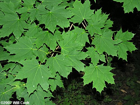 Norway Maple (Acer platanoides) leaves