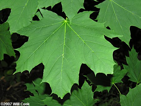 Norway Maple (Acer platanoides) leaf