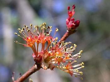 Red Maple (Acer rubrum var. rubrum)