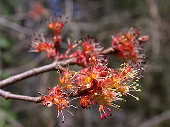 Red Maple (Acer rubrum var. rubrum)