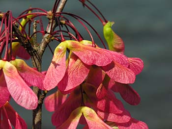 Carolina Red Maple (Acer rubrum var. trilobum)