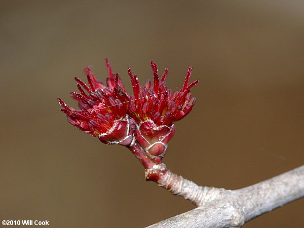 Red Maple (Acer rubrum var. rubrum)