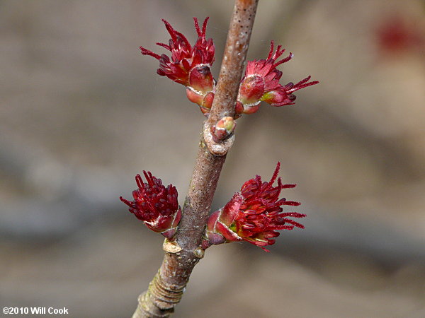 Red Maple (Acer rubrum var. rubrum)