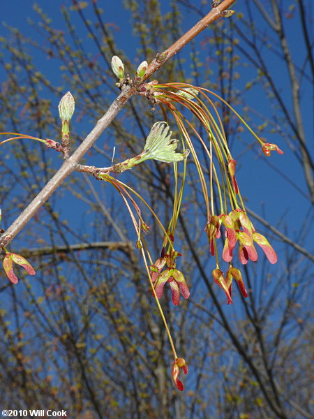 Red Maple (Acer rubrum var. rubrum) samaras