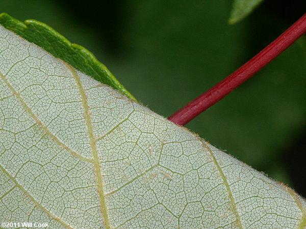 Drummond's Red Maple (Acer rubrum var. drummondii)