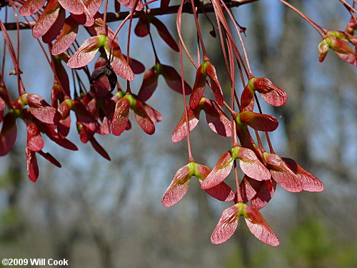 Red Maple (Acer rubrum var. rubrum) samaras