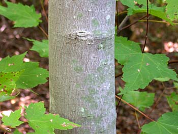 Red Maple (Acer rubrum var. rubrum) bark