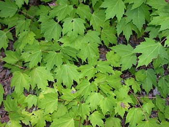 Red Maple (Acer rubrum var. rubrum)