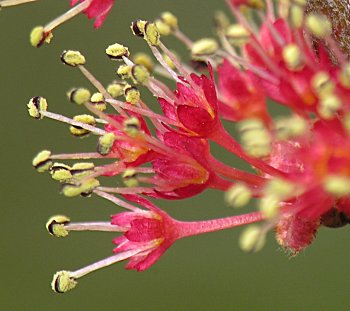 Carolina Red Maple (Acer rubrum var. trilobum)