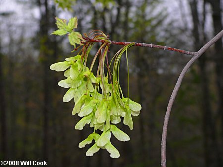 Red Maple (Acer rubrum var. rubrum) samaras