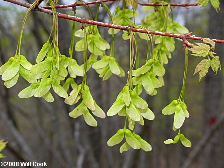 Red Maple (Acer rubrum var. rubrum) samaras