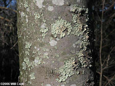 Red Maple (Acer rubrum var. rubrum) bark