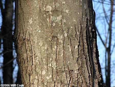 Red Maple (Acer rubrum var. rubrum) bark