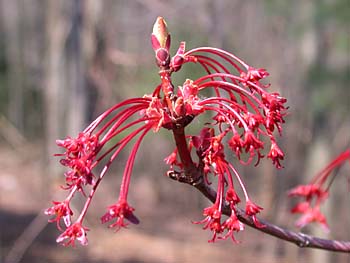 Red Maple (Acer rubrum var. rubrum)