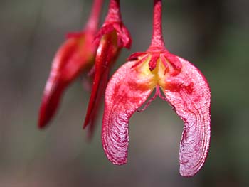 Red Maple (Acer rubrum var. rubrum)