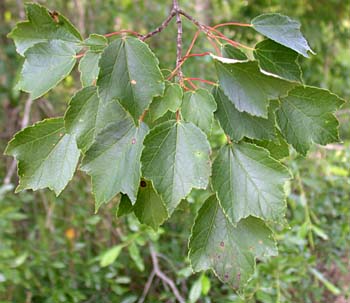 Drummond's Red Maple (Acer rubrum var. drummondii)