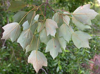 Drummond's Red Maple (Acer rubrum var. drummondii)