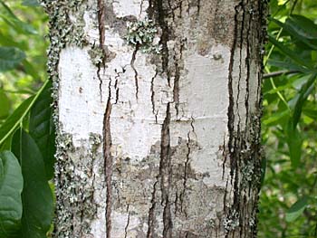 Drummond's Red Maple (Acer rubrum var. drummondii)