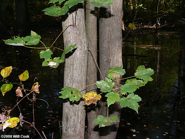 Carolina Red Maple (Acer rubrum var. trilobum)