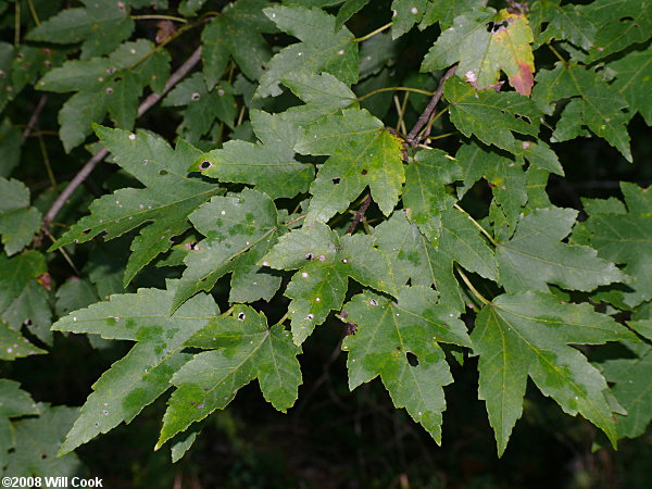 Carolina Red Maple (Acer rubrum var. trilobum)