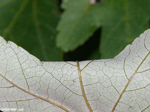 Carolina Red Maple (Acer rubrum var. trilobum)