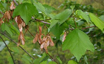 Carolina Red Maple (Acer rubrum var. trilobum)