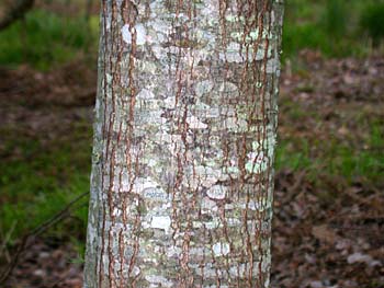 Carolina Red Maple (Acer rubrum var. trilobum)