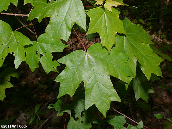 Sugar Maple (Acer saccharum) leaf