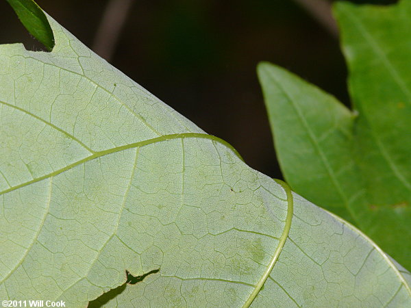 Sugar Maple (Acer saccharum) leaf