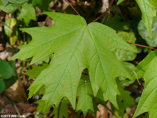 Sugar Maple (Acer saccharum) leaf