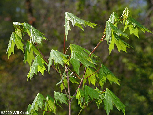 Sugar Maple (Acer saccharum) leaf