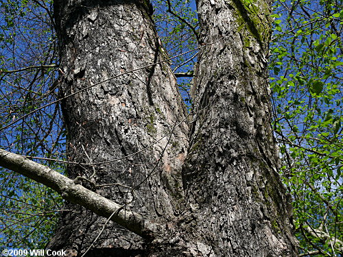 Sugar Maple (Acer saccharum) bark