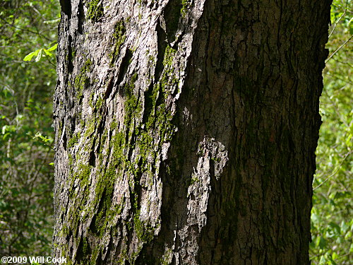 Sugar Maple (Acer saccharum) bark