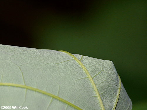 Sugar Maple (Acer saccharum) leaf