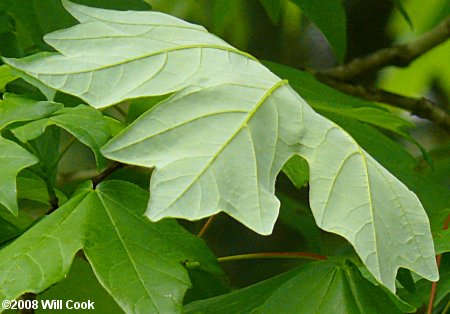 Sugar Maple (Acer saccharum) leaf