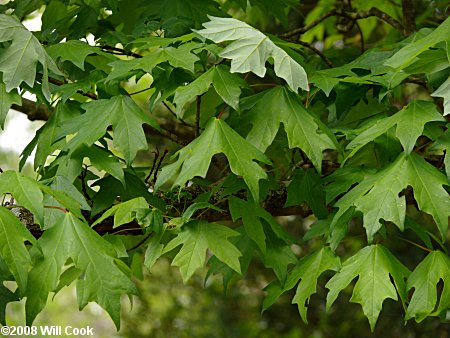 Sugar Maple (Acer saccharum) leaf