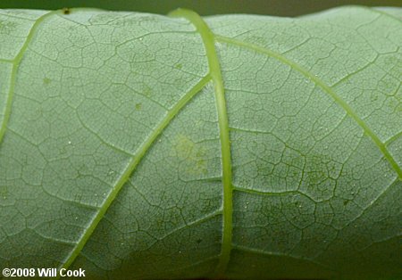 Sugar Maple (Acer saccharum) leaf